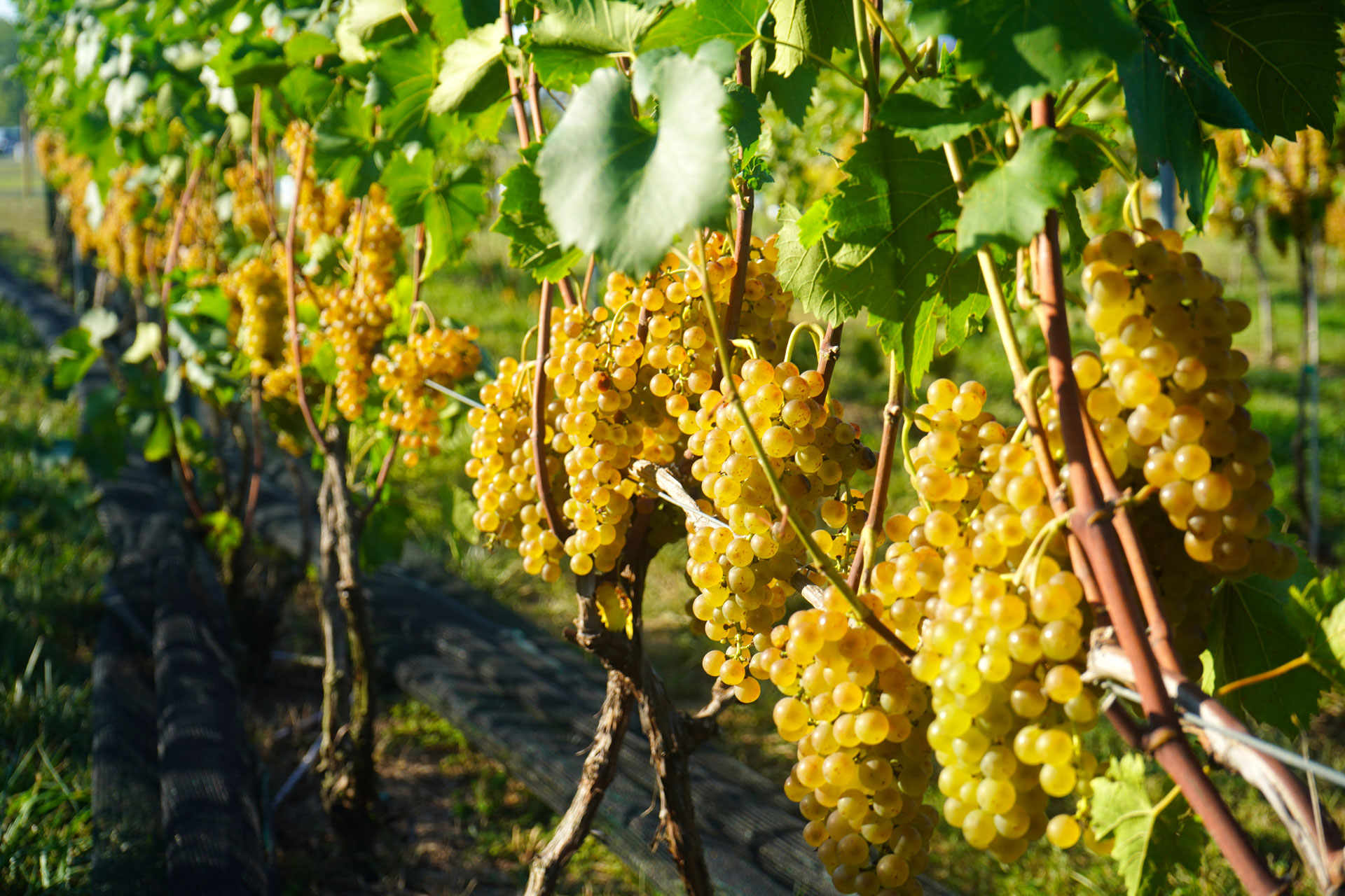 باغ انگور تجاری